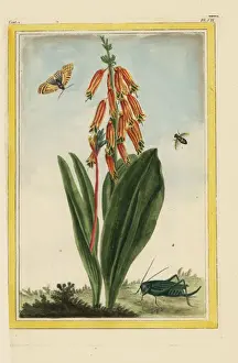 Feuilles Prints: Colicroot, Aletris species
