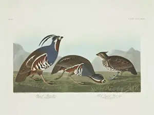 Audubon Prints: Colinus cristatus, crested bobwhite, Oreortyx pictus, mounta