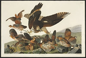 Accipitridae Gallery: Colinus viginianus, northern bobwhite, Buteo lineatus, red-s
