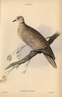 Edwardlear Prints: Collared dove, Streptopelia decaocto, native