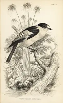 Flycatcher Prints: Collared flycatcher, Ficedula albicollis