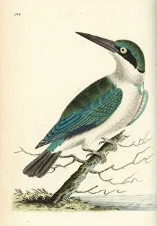 Alcedo Gallery: Collared kingfisher, Todiramphus chloris