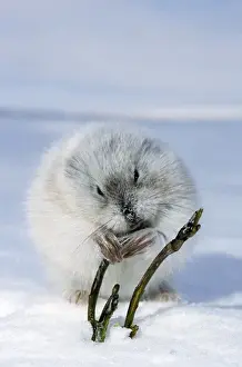 Lemming Prints: Collared Lemming - adult in winter fur (large winter