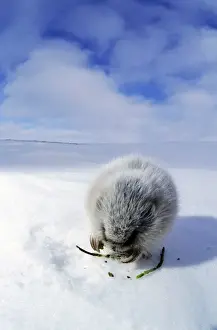 Collared Lemming - adult in winter fur (large winter