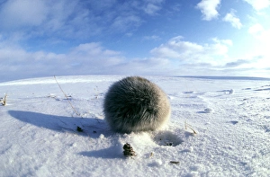 Collared Lemming feeding on dwarf willow in winter