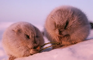 Feed Gallery: COLLARED LEMMING - x 2 in winter feed on dwarf willow