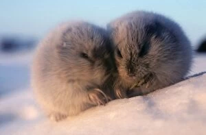 Siberia Collection: Collared Lemmings - adults in winter fur, large