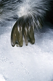 Siberia Collection: Collared Lemmings large winter claw of a forepaw