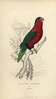 Ornithology Collection: Collared lory, Phigys solitarius