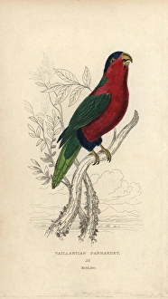 Steel Gallery: Collared lory, Phigys solitarius