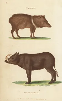 Kearsley Prints: Collared peccary and Buru babirusa