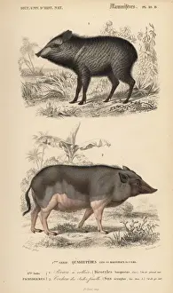 Universel Prints: Collared peccary, Pecari tajacu, and Indian