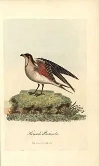 Collared pratincole, Glareola pratincola
