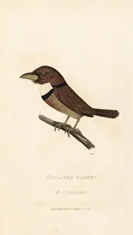 Capensis Prints: Collared puffbird, Bucco capensis