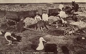 Collect Prints: Collecting Albatross eggs - Laysan Island