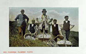 Gang Collection: Collecting Eggs at Flamborough Head