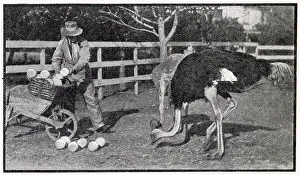 Collecting eggs, at a ostrich farm, in NIce France. Date: 1910