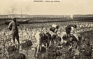 Collecting Oysters - Arcachon, Southwestern France