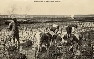 Southwest Prints: Collecting Oysters - Arcachon, Southwestern France