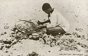 Barbados Prints: Collecting Sea Urchins - Barbados