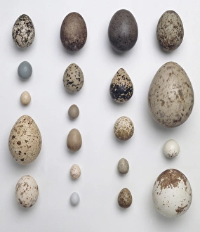 Alauda Gallery: A collection of 20 birds eggs