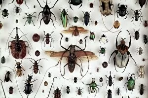 Beetles Collection: A collection of beetles