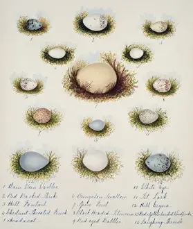 Collection of birds eggs