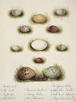 Collection of birds eggs