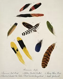 Collection of birds feathers