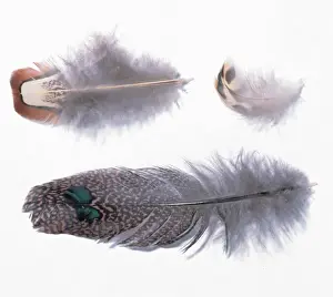A collection of birds feathers