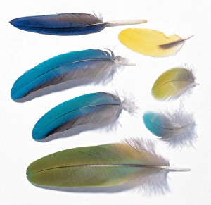 A collection of birds feathers
