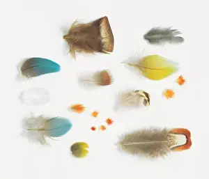 A collection of birds feathers