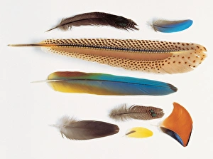 <b class=qtipBold><figcaption>A collection of birds' feathers</figcaption></b><br>Wing coverts, tail coverts, secondaries, tertiaries and tail feathers from several different species of birds. Date:<br><em>© Mary Evans / Natural History Museum</em> A collection of birds' feathers