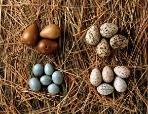 Eggshell Gallery: A collection of eggs from western Asia