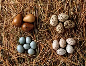 Hume Prints: A collection of eggs from western Asia