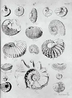 Collection of fossilised molluscs