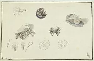 Crustacea Collection: Collection of sea creatures