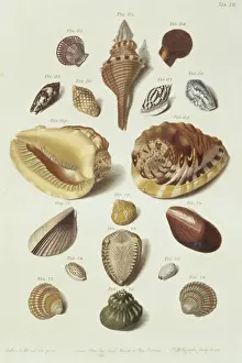 Collection of shells