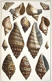 Albertus Seba Gallery: Collection of shells