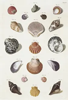 Collection of shells