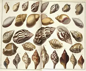 Collection of shells
