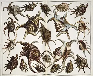 Collection of shells