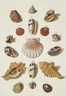Collection of Shells