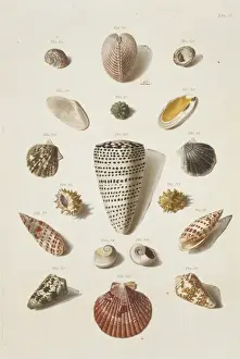 Collection of shells
