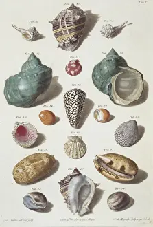Collection of shells