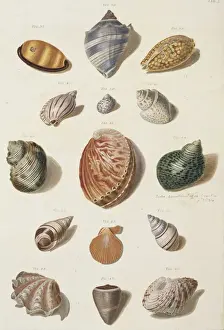 Collection of shells