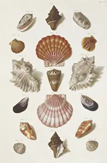 Collection of shells
