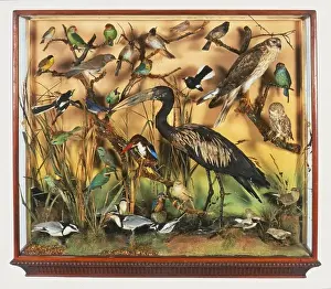 Perching Prints: Collection of stuffed birds