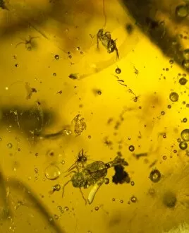 Cenozoic Collection: Collembola entomobryidae, springtails in amber