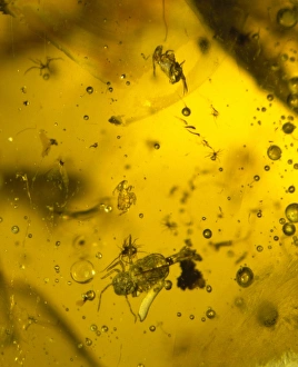 Tertiary Period Gallery: Collembola entomobryidae, springtails in amber